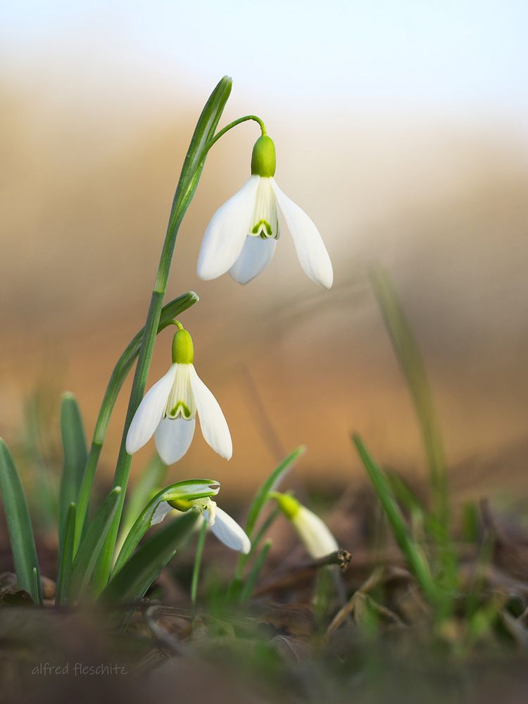 Schneeglöckchen 002 2021