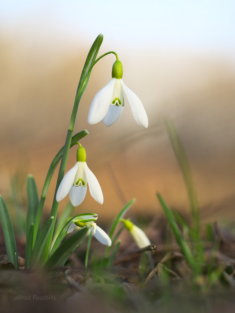 Schneeglöckchen 002 2021