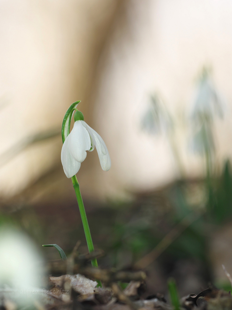 Schneeglöckchen 002a 2019