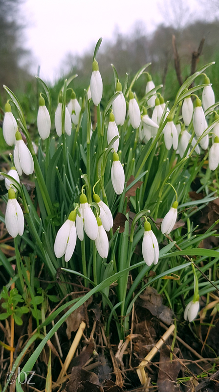 Schneeglöckchen