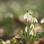 Schneeglöckchen 015 2016