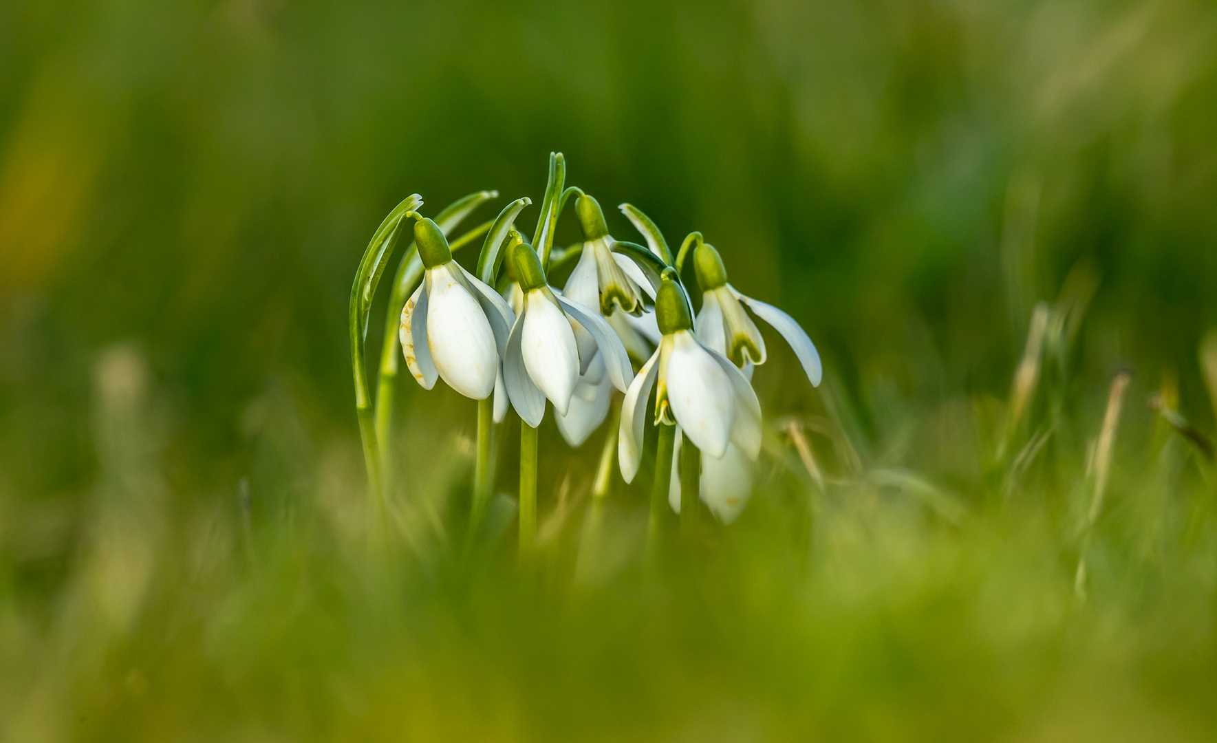 Schneeglöckchen