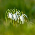 Schneeglöckchen