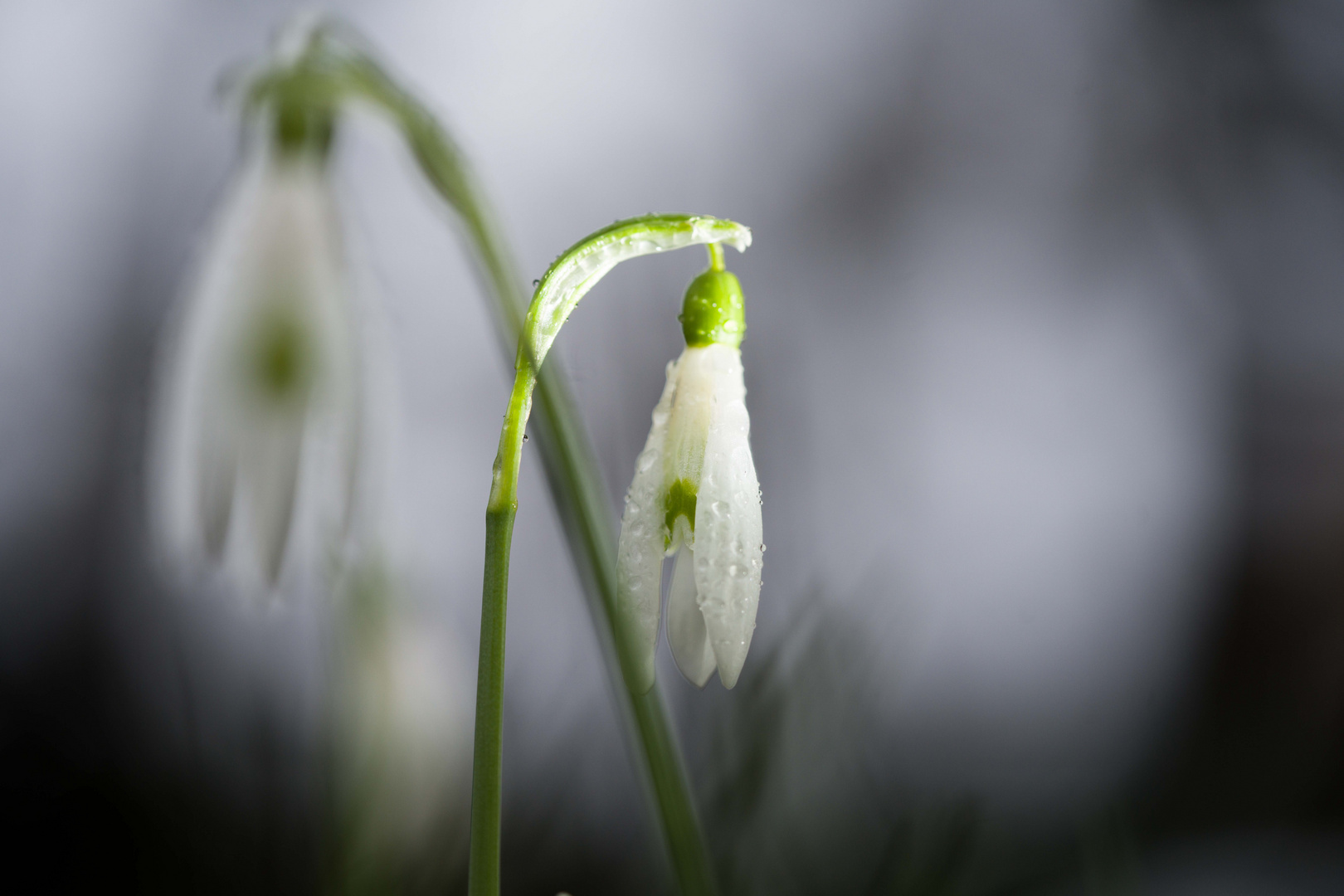 Schneeglöckchen