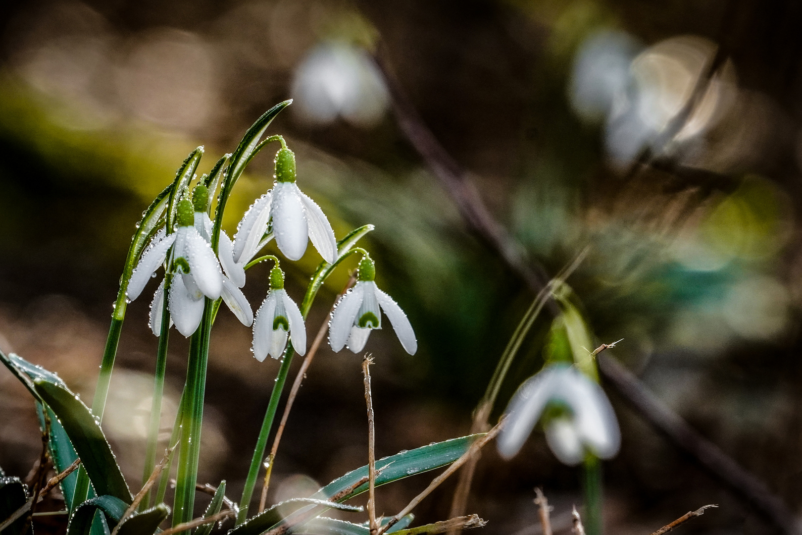 Schneeglöckchen