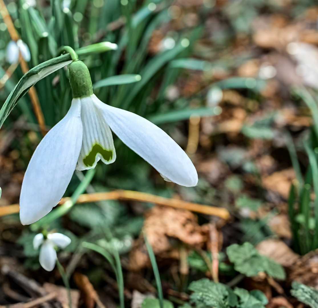 schneeglöckchen