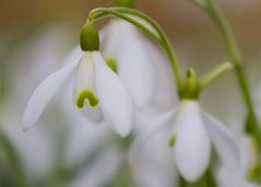 Schneeglöckchen