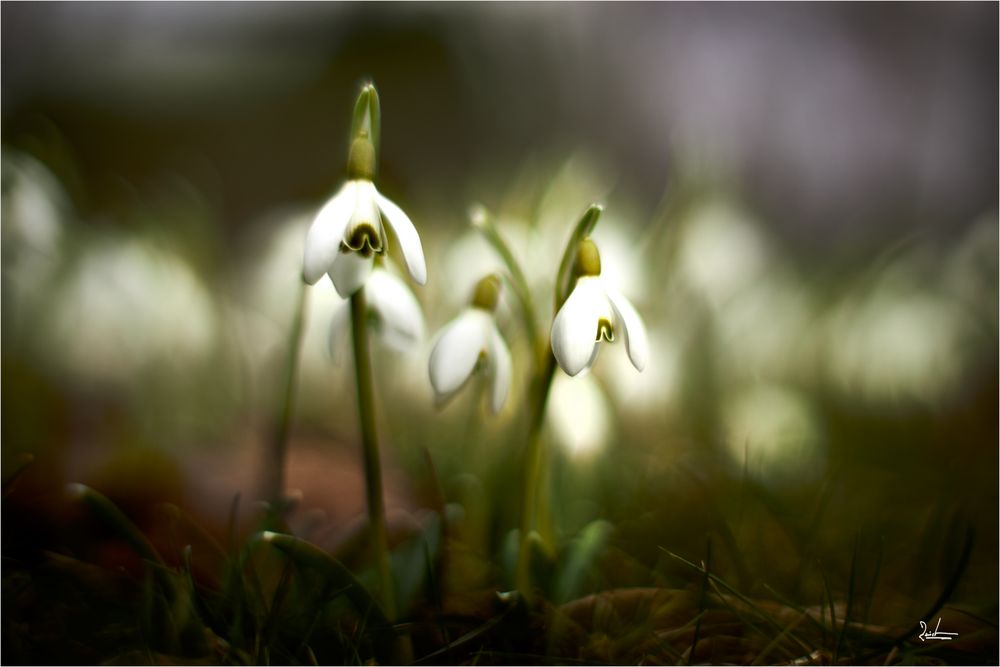 Schneeglöckchen