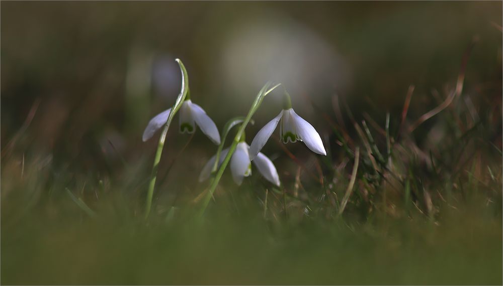 Schneeglöckchen