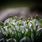 Schneeglöckchen