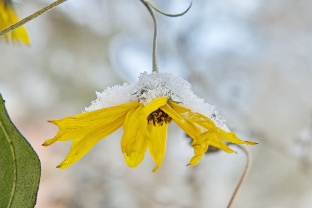 Schneeglöckchen......