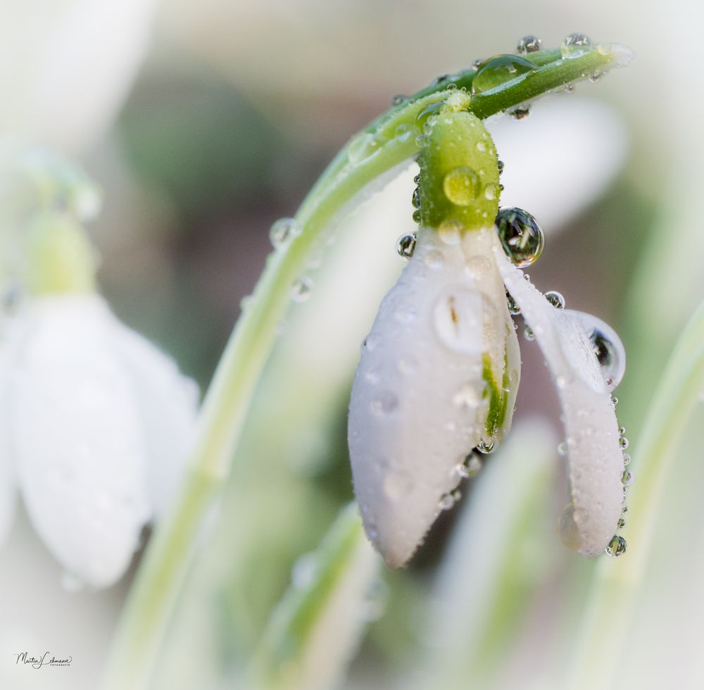 Schneeglöckchen #1