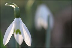 Schneeglöckchen (1)