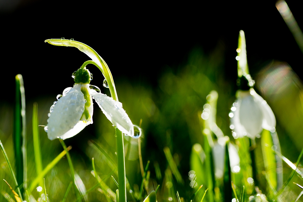 Schneeglöckchen 1