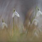 Schneeglöckchen