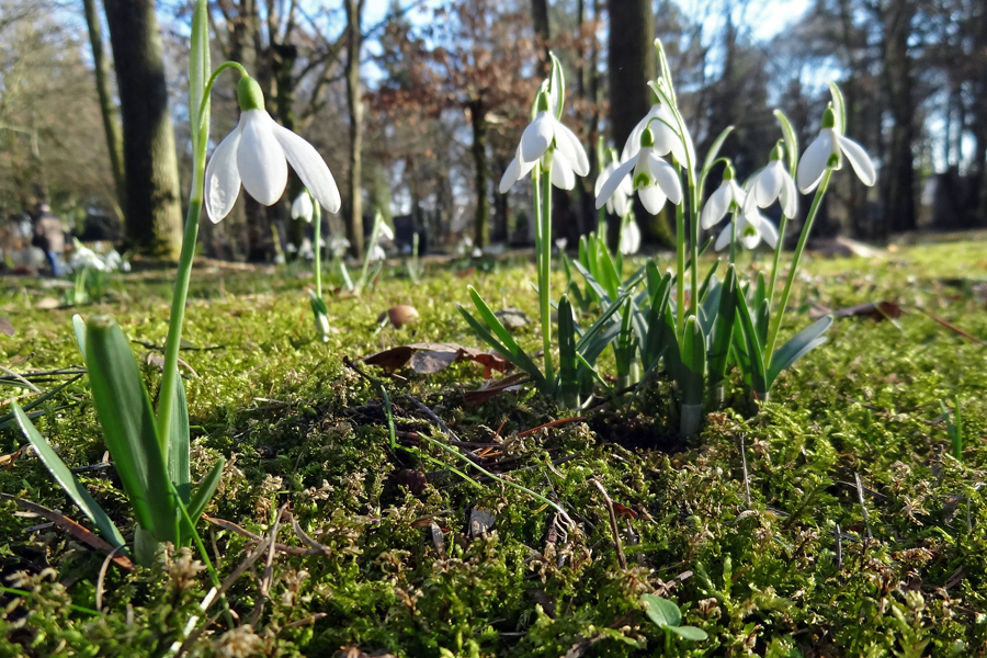 Schneeglöckchen Foto & Bild frühling, natur, frühblüher Bilder auf