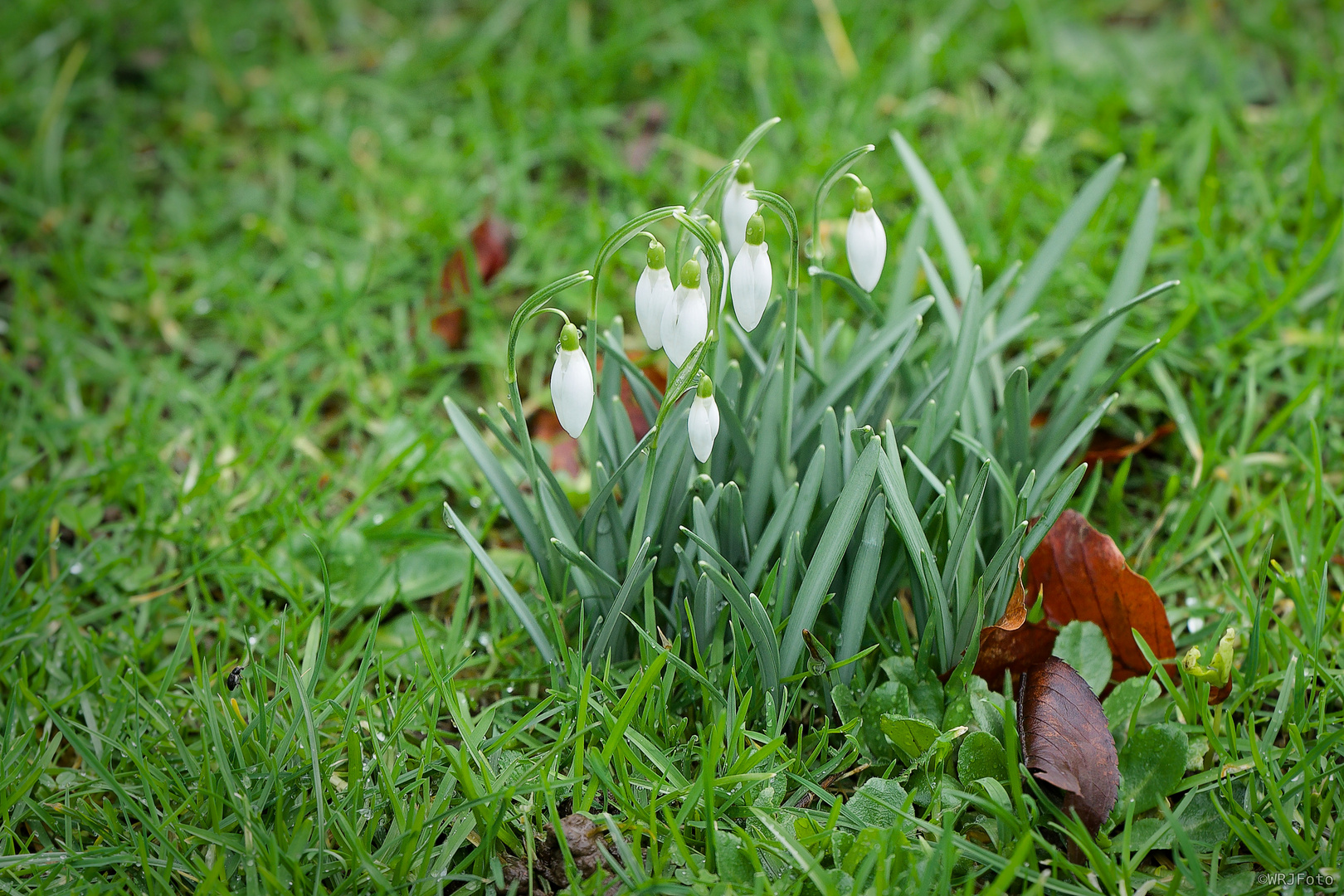 Schneeglöckchen