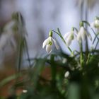 Schneeglöckchen