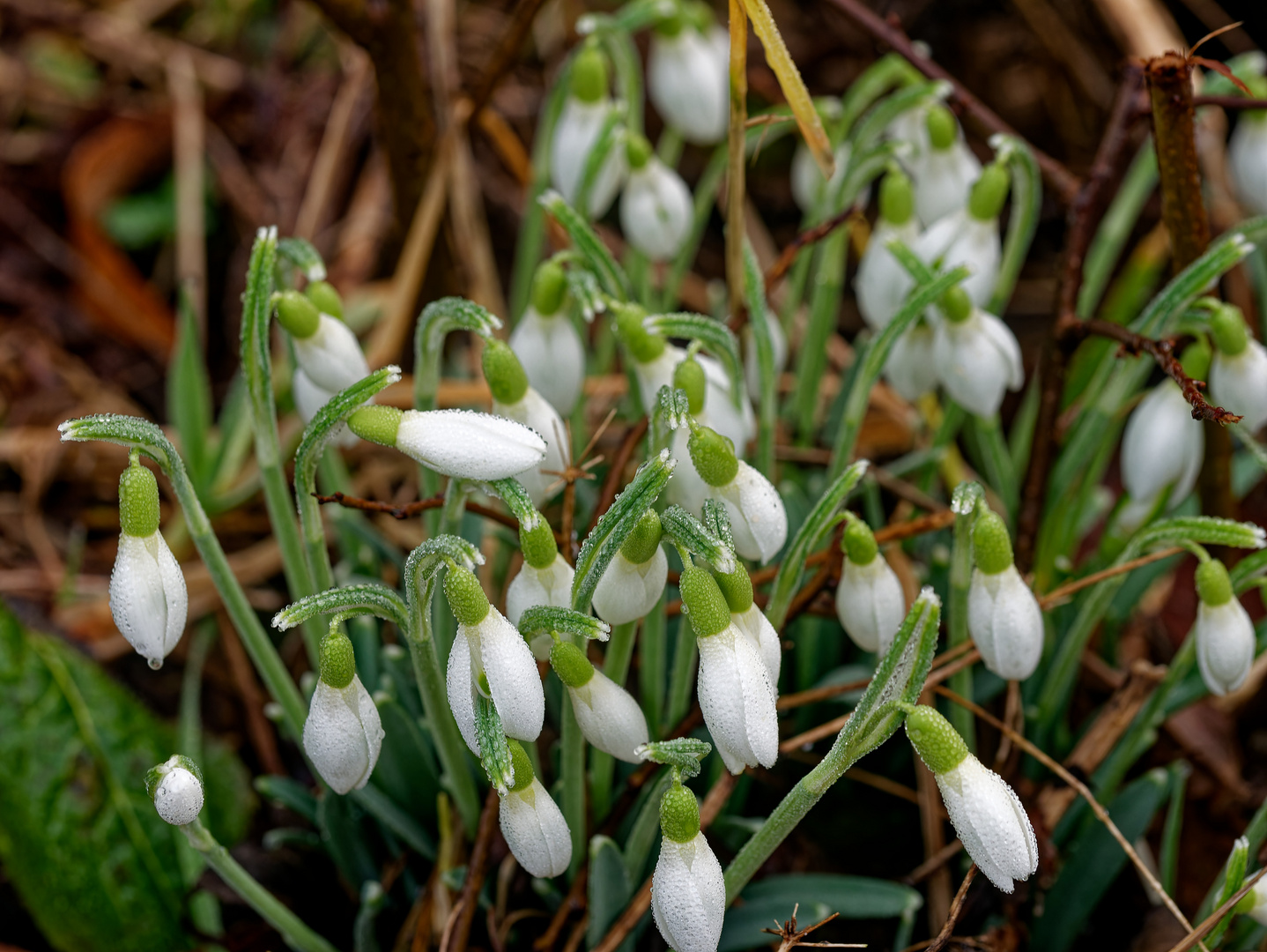 Schneeglöckchen Foto & Bild pflanzen, pilze & flechten, blüten