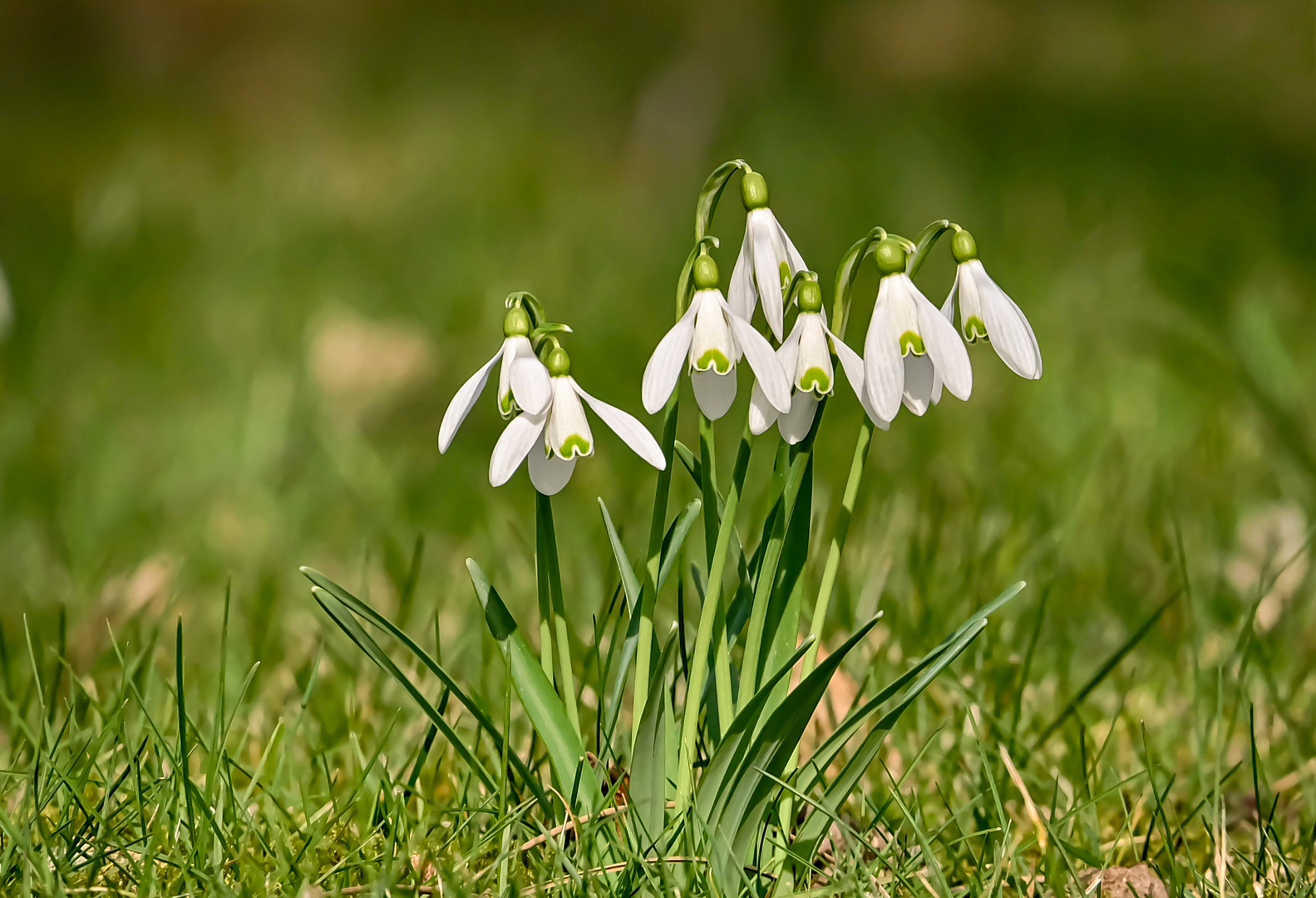 Schneeglöckchen Foto & Bild pflanzen, pilze & flechten, blüten
