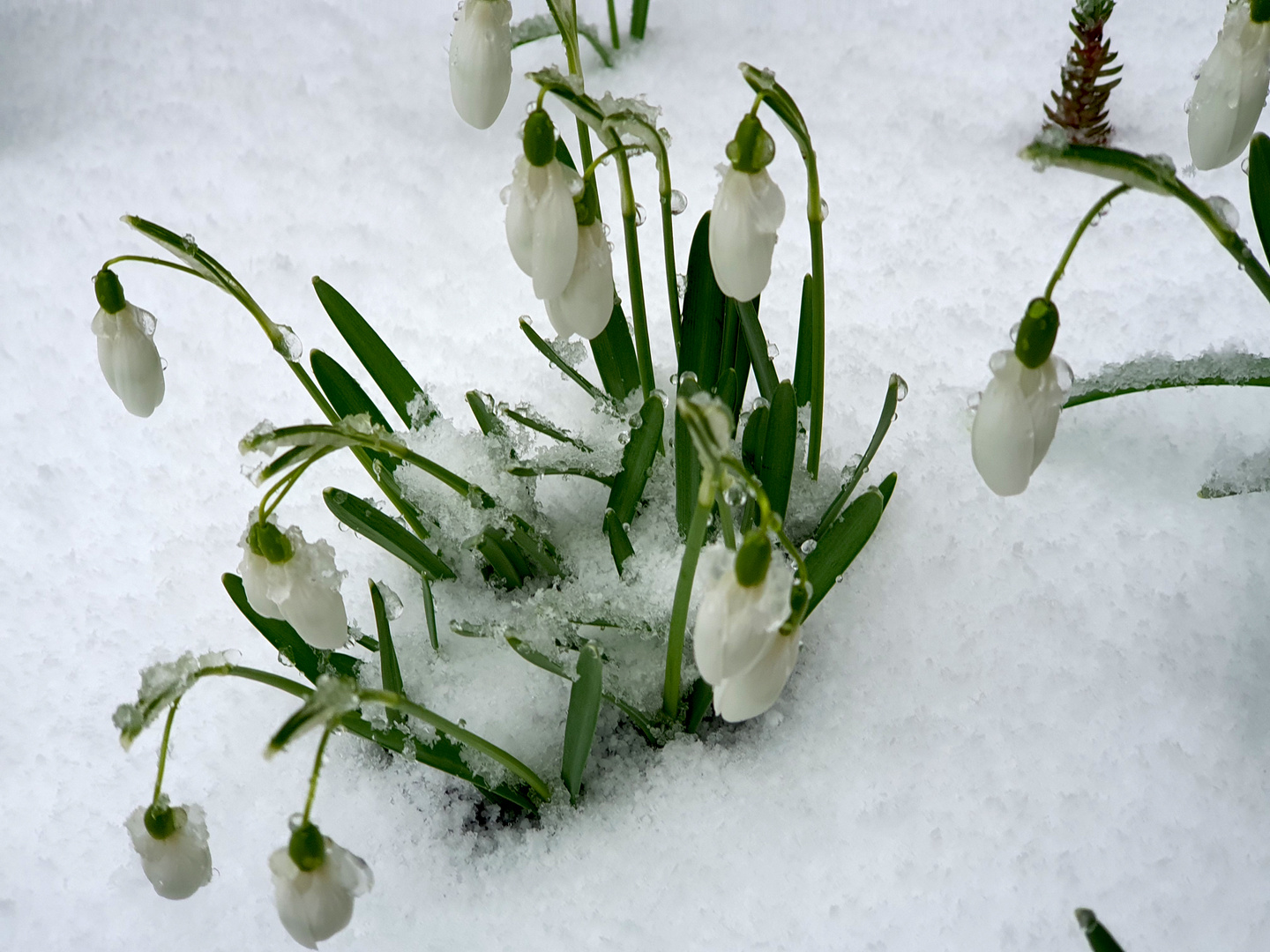 Schneeglöckchen