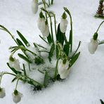 Schneeglöckchen