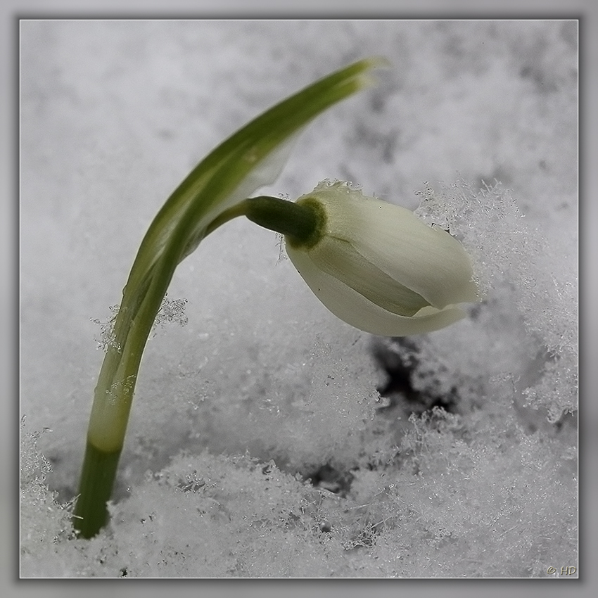 Schneeglöckchen