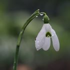 ~  Schneeglöckchen  ~