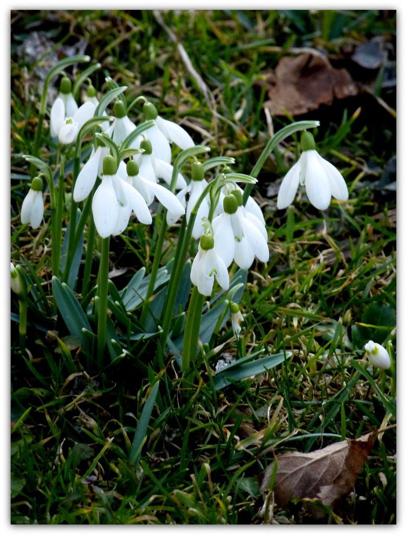 Schneeglöckchen