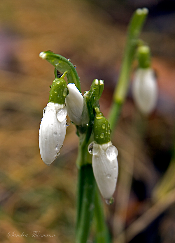 Schneeglöckchen