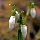 Schneeglöckchen