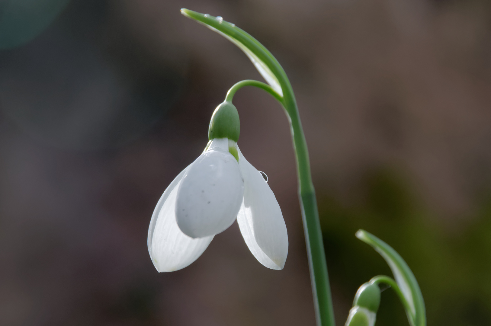 Schneeglöckchen