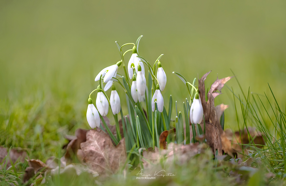 Schneeglöckchen