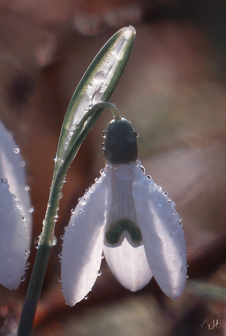 Schneeglöckchen