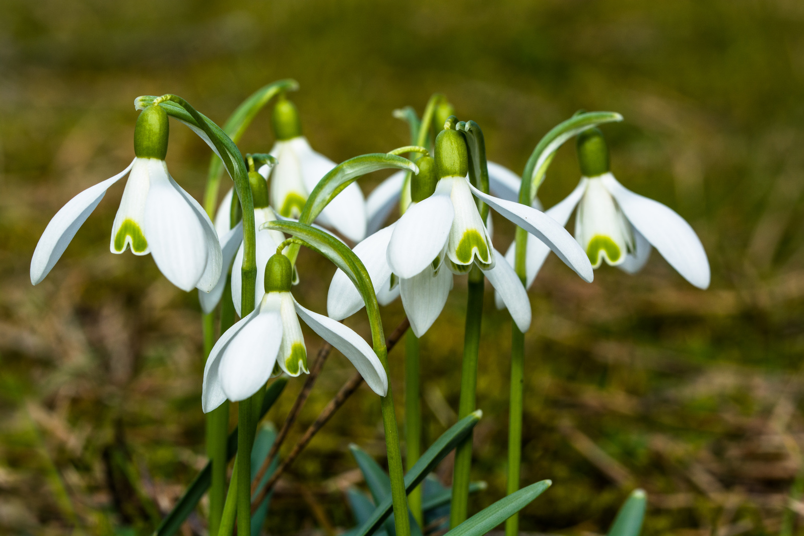 Schneeglöckchen 