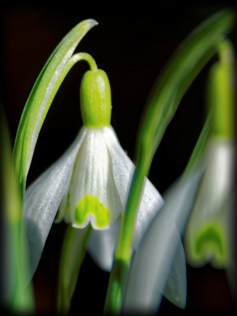 Schneeglöckchen (2)