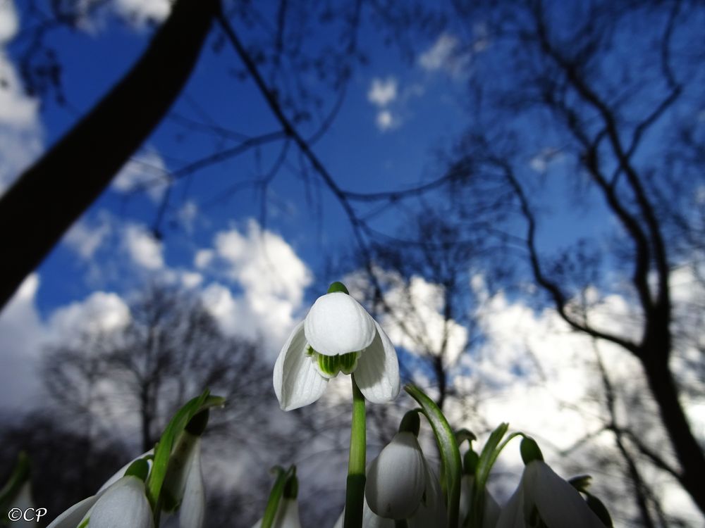 Schneeglöckchen 2