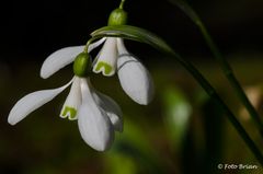 Schneeglöckchen 2