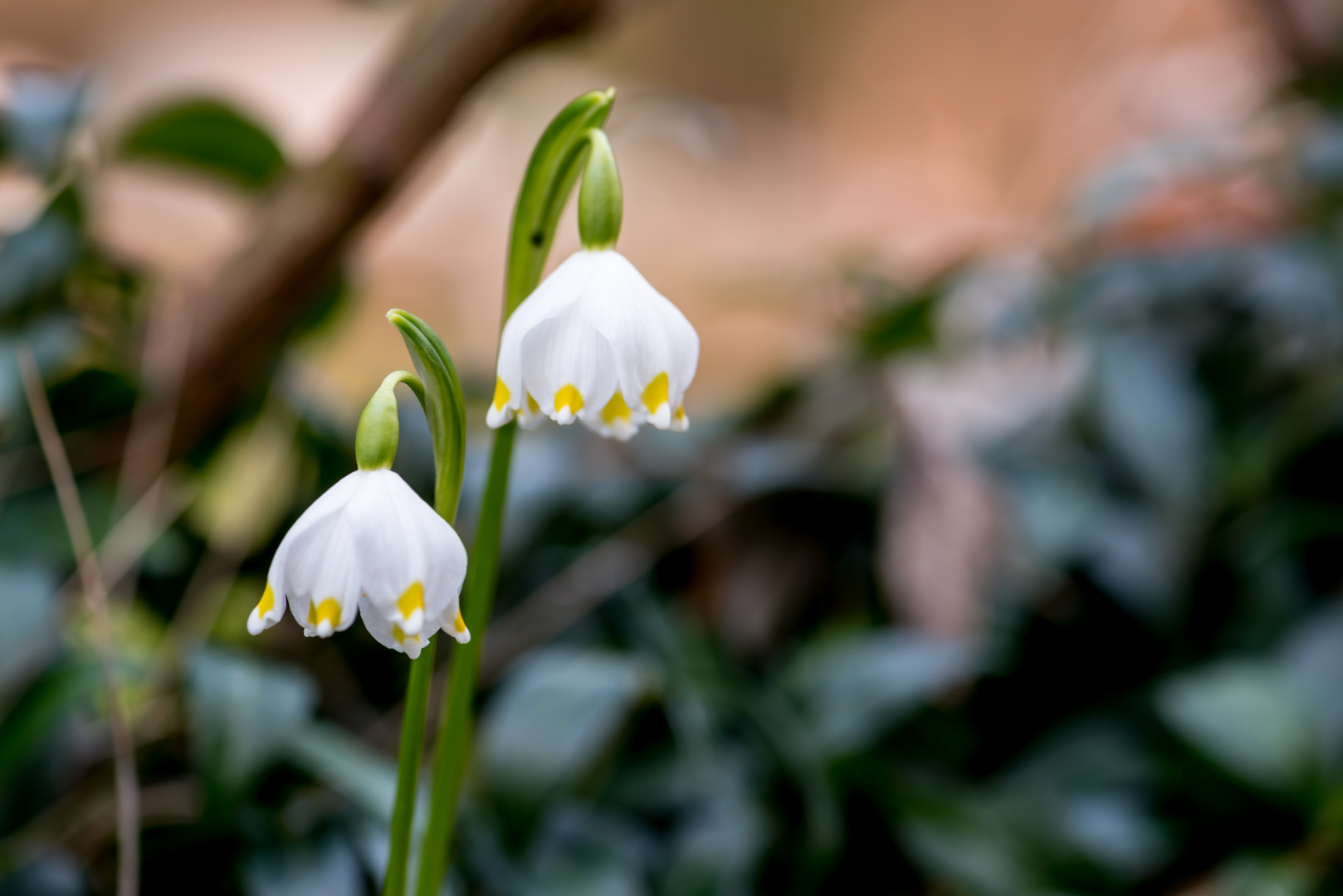 Schneeglöckchen 2