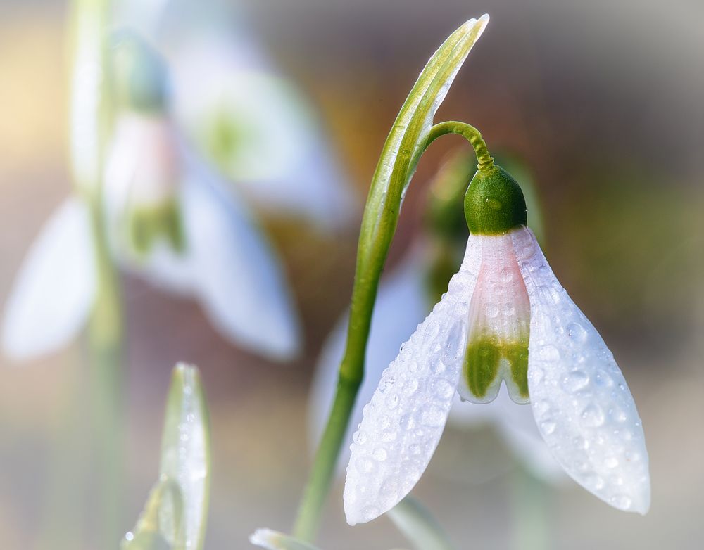 Schneeglöckchen 2