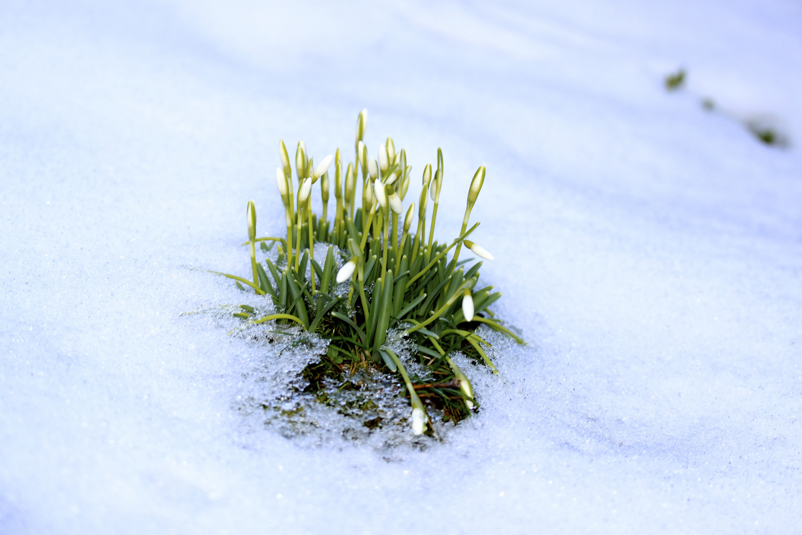 Schneeglöckchen