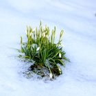 Schneeglöckchen