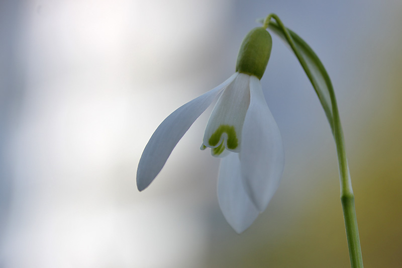 Schneeglöckchen