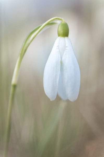 Schneeglöckchen