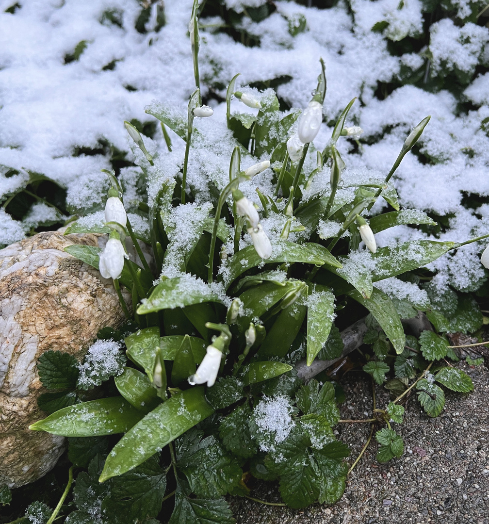 Schneeglöckchen .