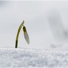 Schneeglöckchen...