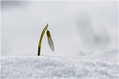 Schneeglöckchen...