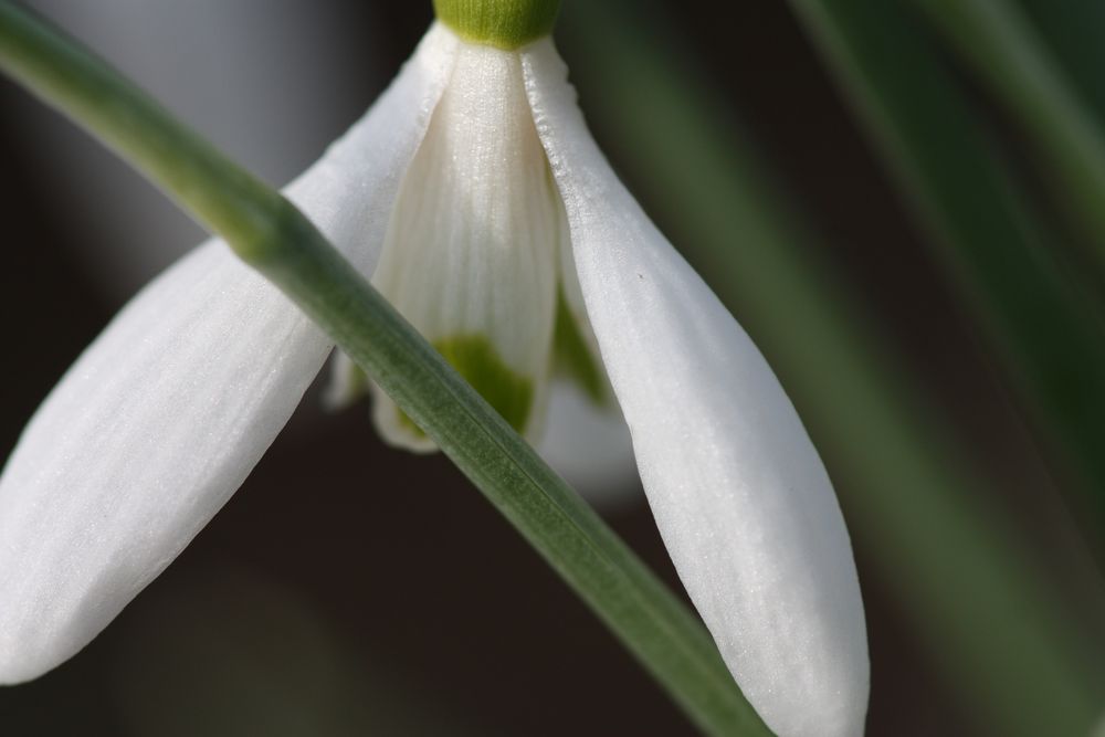 Schneeglöckchen