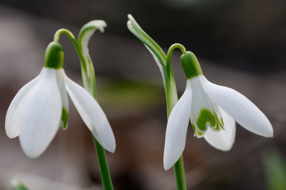 Schneeglöckchen