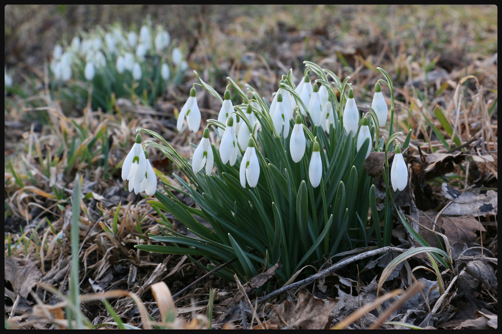 Schneeglöckchen